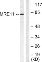 MRE11 Polyclonal Antibody