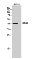 MRG15 Polyclonal Antibody