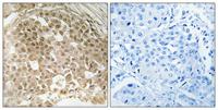 MRG15 Polyclonal Antibody