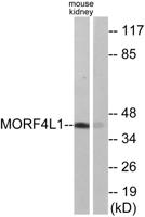 MRG15 Polyclonal Antibody