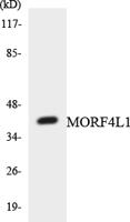 MRG15 Polyclonal Antibody