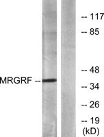 MRGF Polyclonal Antibody