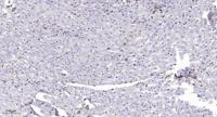 MRGF Polyclonal Antibody