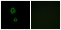 MRGG Polyclonal Antibody