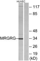 MRGG Polyclonal Antibody