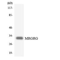 MRGG Polyclonal Antibody