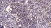 MRGG Polyclonal Antibody