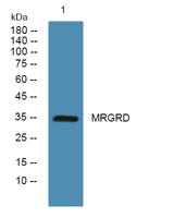 MRGRD Polyclonal Antibody