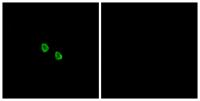 MRGX1 Polyclonal Antibody