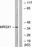 MRGX1 Polyclonal Antibody