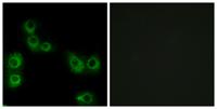 MRGX3 Polyclonal Antibody