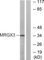 MRGX3 Polyclonal Antibody