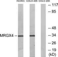 MRGX4 Polyclonal Antibody