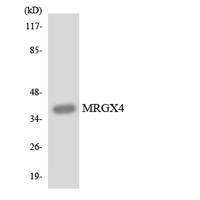 MRGX4 Polyclonal Antibody