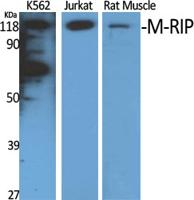 M-RIP Polyclonal Antibody