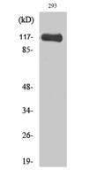 M-RIP Polyclonal Antibody