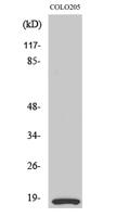 MRLC2 Polyclonal Antibody