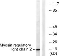 MRLC2 Polyclonal Antibody