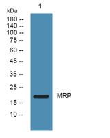 MRP Polyclonal Antibody