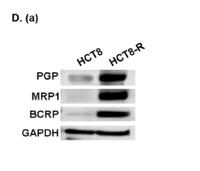 MRP1 Polyclonal Antibody