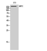 MRP2 Polyclonal Antibody