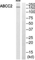 MRP2 Polyclonal Antibody