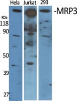 MRP3 Polyclonal Antibody