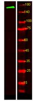 MRP6 Polyclonal Antibody