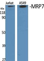 MRP7 Polyclonal Antibody