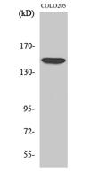 MRP7 Polyclonal Antibody