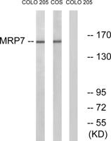 MRP7 Polyclonal Antibody