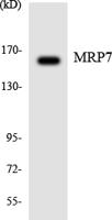 MRP7 Polyclonal Antibody