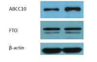 MRP7 Polyclonal Antibody