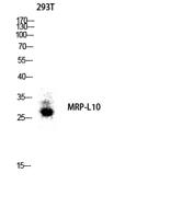 MRP-L10 Polyclonal Antibody