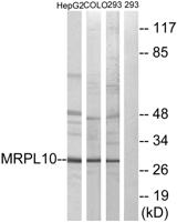 MRP-L10 Polyclonal Antibody