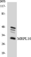 MRP-L10 Polyclonal Antibody