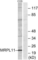 MRP-L11 Polyclonal Antibody