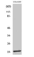 MRP-L12 Polyclonal Antibody