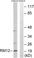 MRP-L12 Polyclonal Antibody