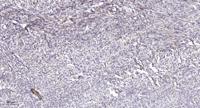 MRP-L12 Polyclonal Antibody