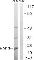 MRP-L13 Polyclonal Antibody