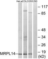 MRP-L14 Polyclonal Antibody