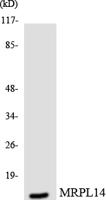 MRP-L14 Polyclonal Antibody