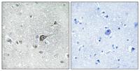 MRP-L20 Polyclonal Antibody