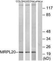 MRP-L20 Polyclonal Antibody