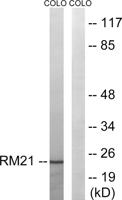 MRP-L21 Polyclonal Antibody