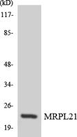 MRP-L21 Polyclonal Antibody