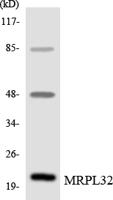 MRP-L32 Polyclonal Antibody