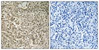 Ribosomal Protein L40 Polyclonal Antibody