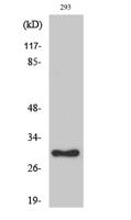 Ribosomal Protein L7 Polyclonal Antibody